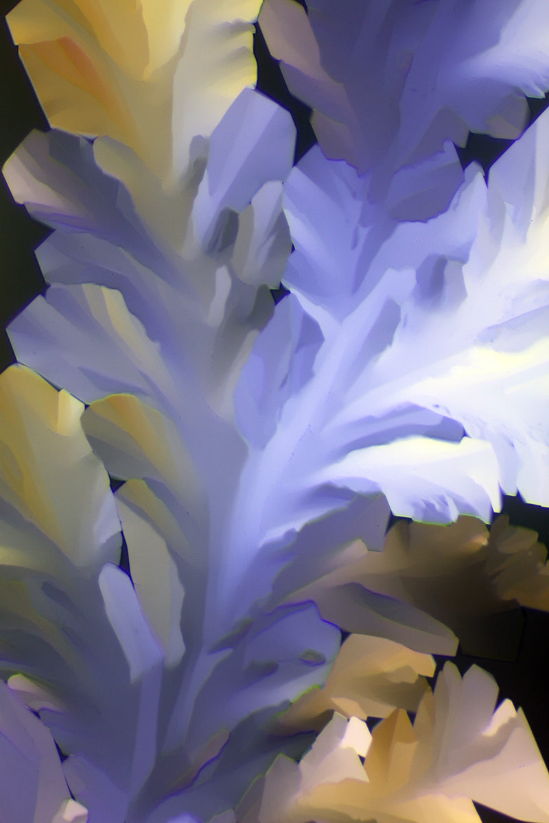 "DREAMCATCHER" -Photograph of crystalline THC found in cannabis