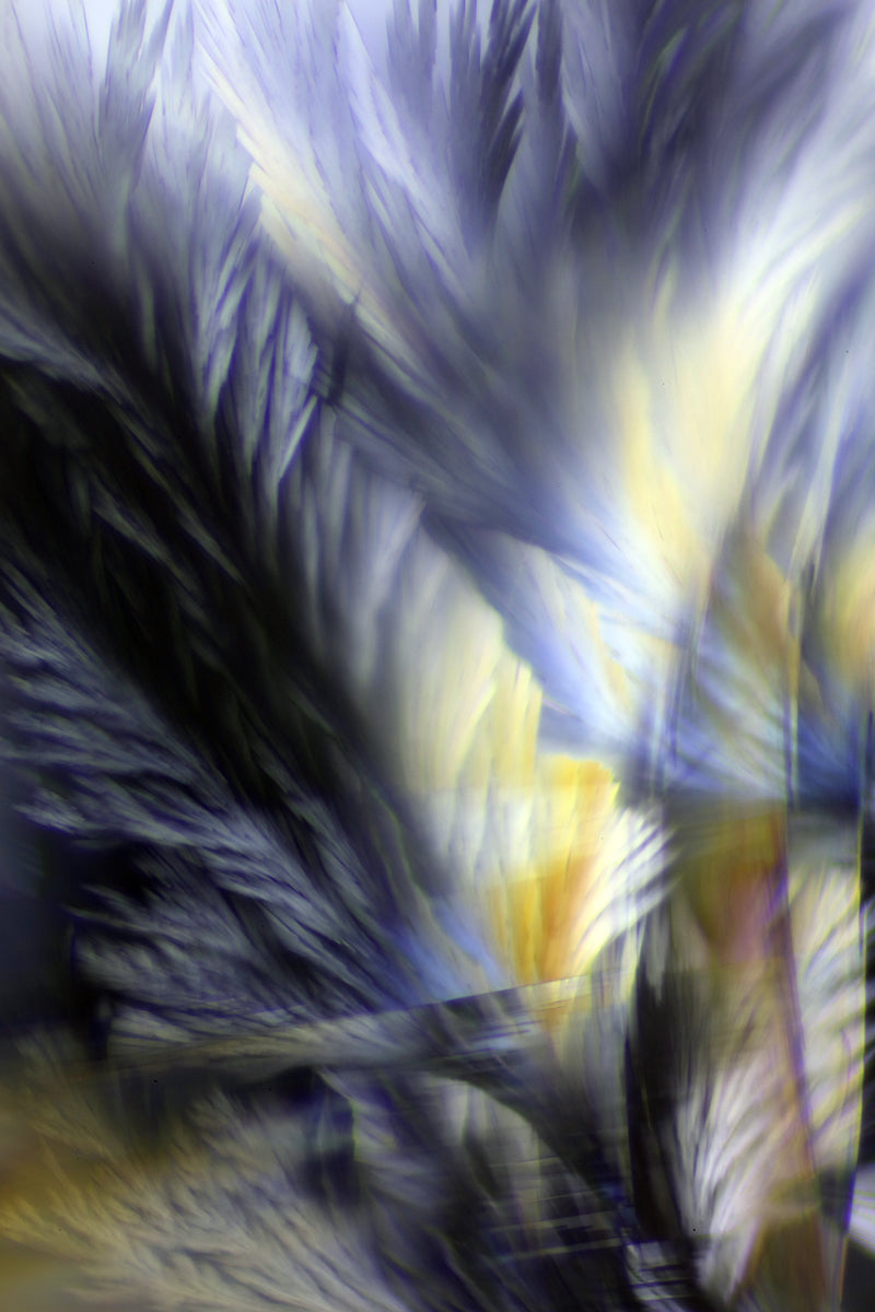 "CHIAROSCURO" -Photograph of crystalline resveratrol found in wine