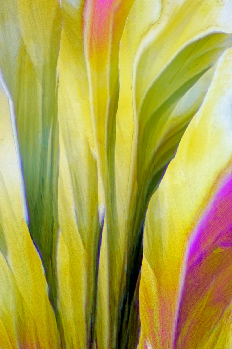 "CALLAS" -Photograph of crystalline acetaminophen found in Tylenol