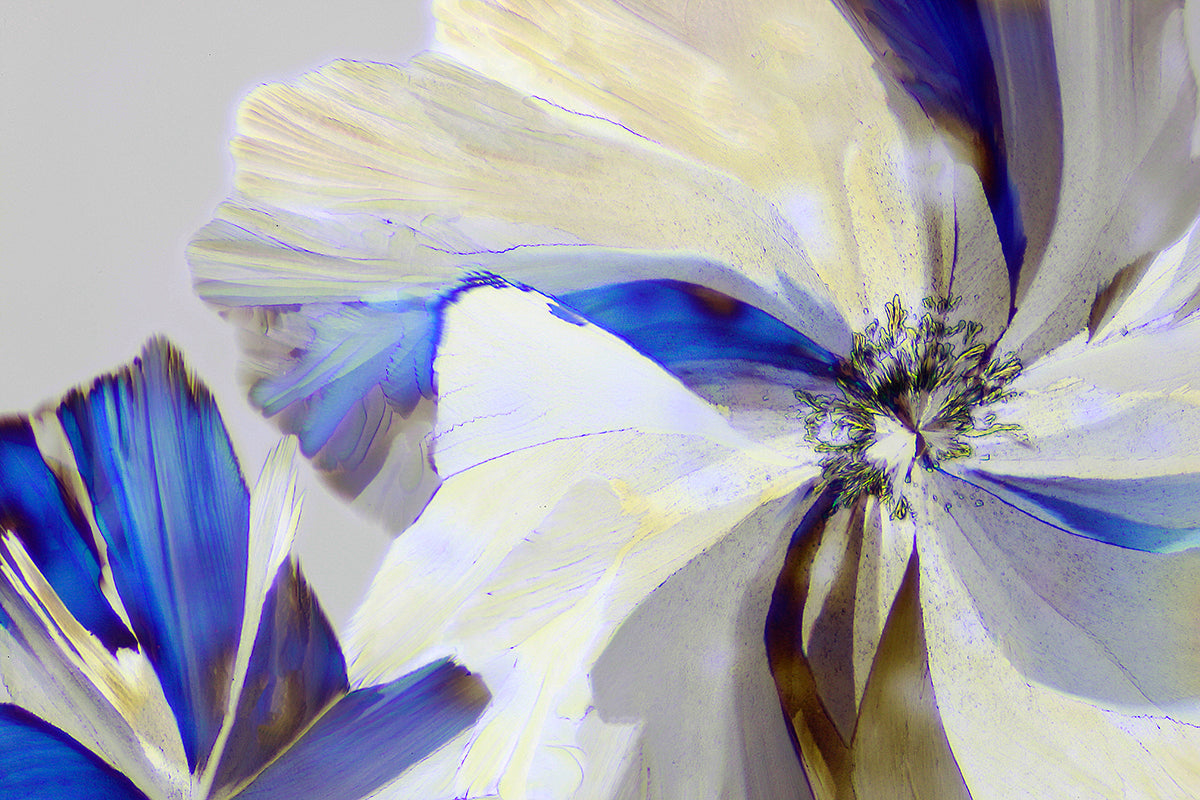 "ELEGANCE" -Photograph of crystalline tartaric acid found in wine