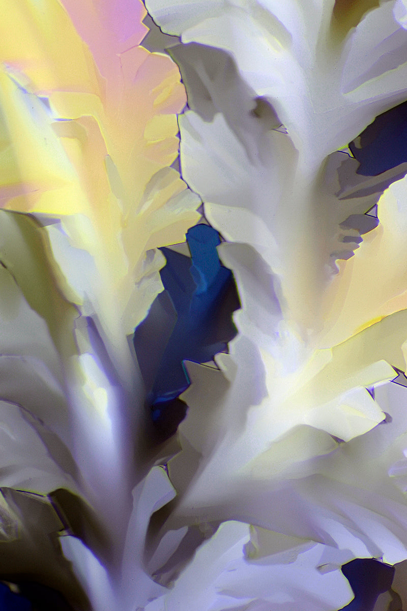 "LUMINOSITY" - Photograph of crystalline THC found in cannabis