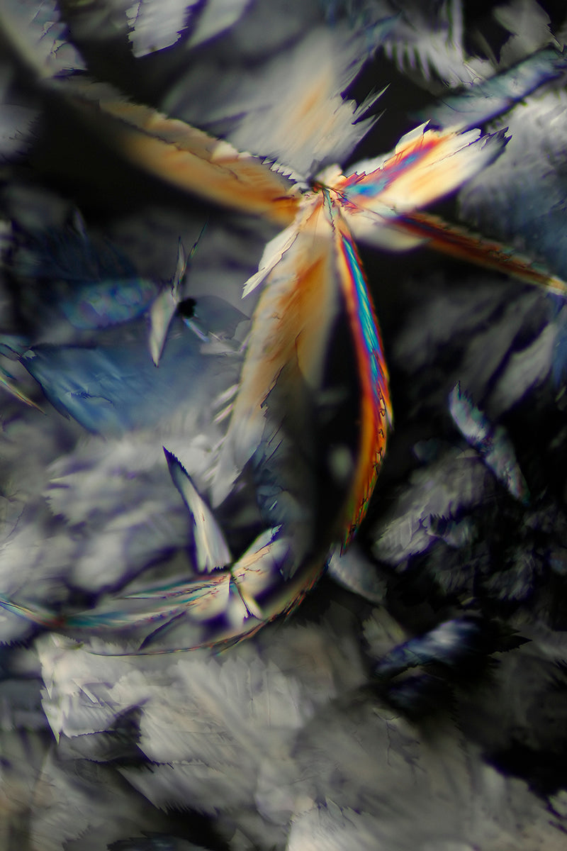 "MI FAMILIA" -Photograph of crystalline resveratrol found in wine