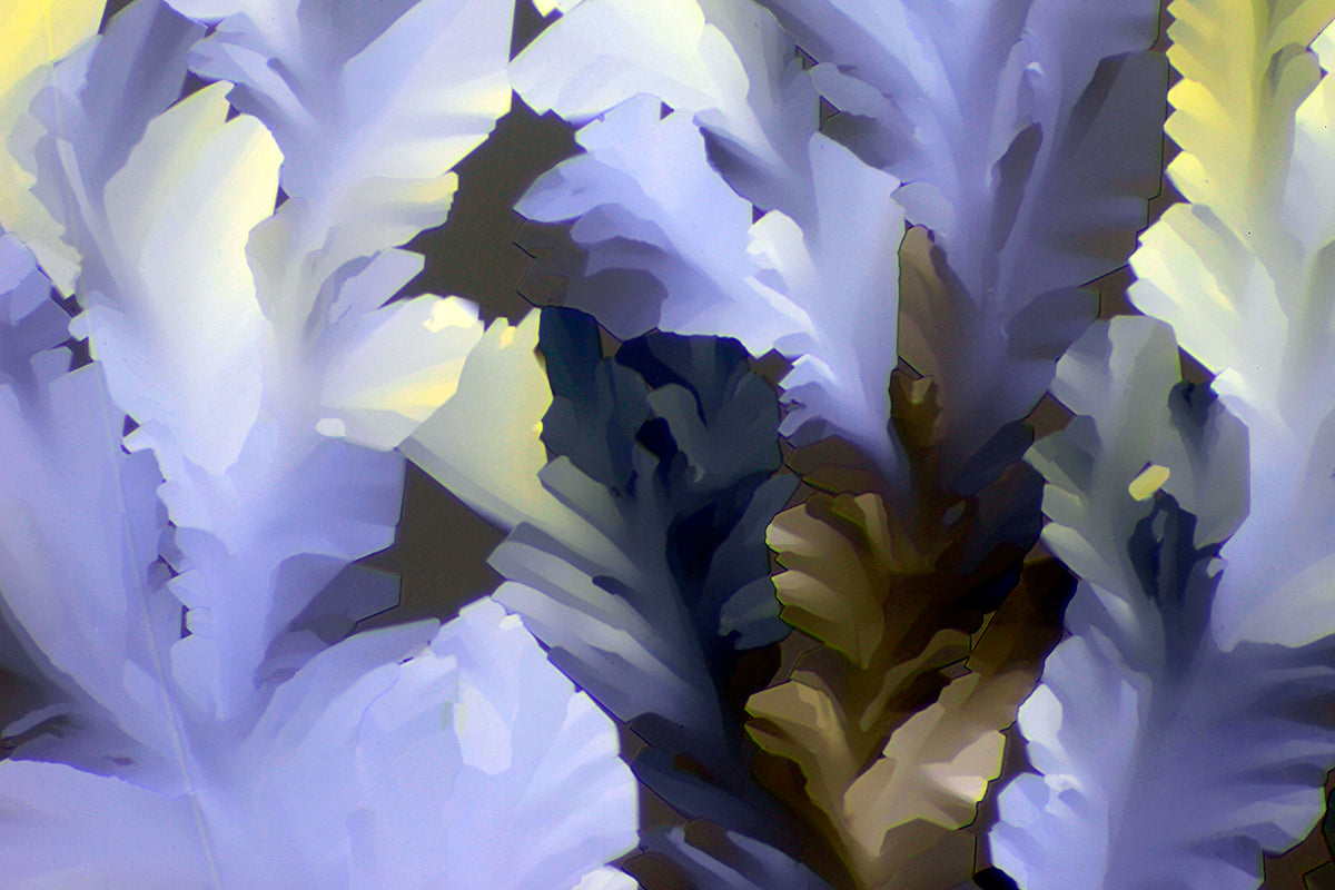 "MIRACLES" -Photograph of crystalline THC found in cannabis