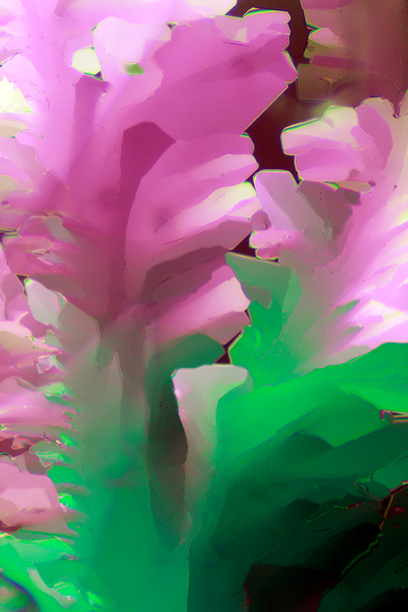 "BLUSH" -Photograph of crystalline THC found in cannabis
