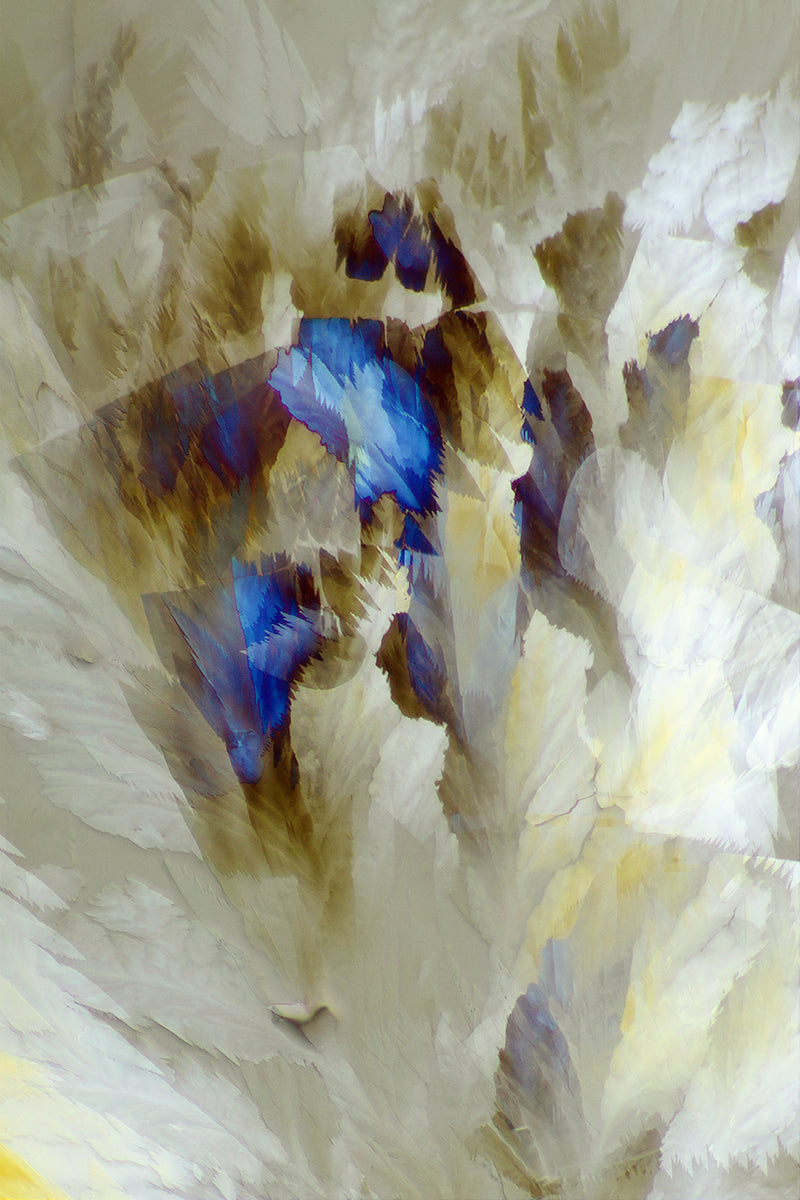 &quot;BOUQUET&quot; -Photograph of crystalline resveratrol found in wine