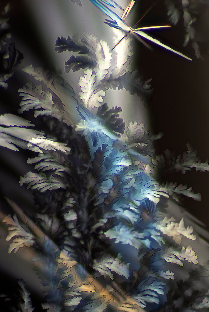 "ILLUMINATION" -Photograph of crystalline resveratrol found in wine