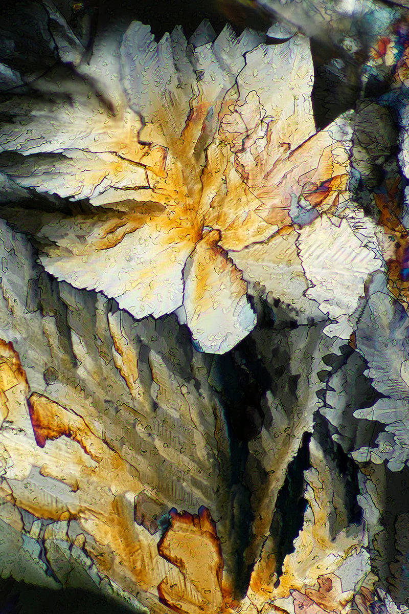 "STEEL MAGNOLIA" -Photograph of crystalline resveratrol found in wine